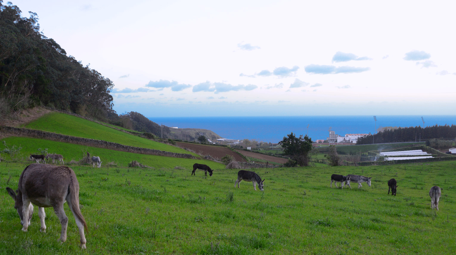 Back in Stock!! Freeze Dried Donkey Milk (Wheat and Tree Nut Free)