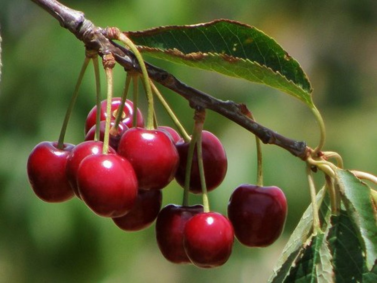 MIchigan Cherry Vinegar