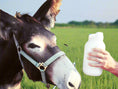 Load image into Gallery viewer, fresh donkey milk from Oklahoma
