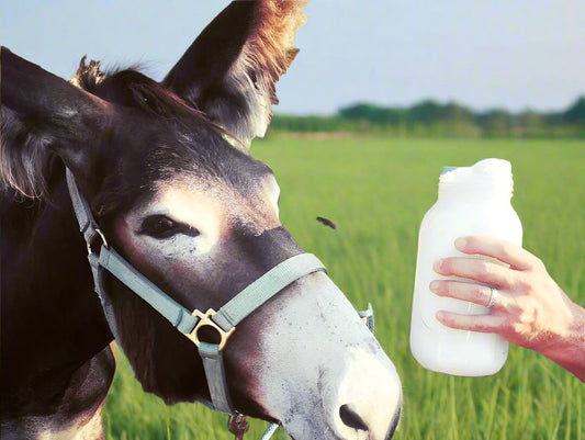 fresh donkey milk from Oklahoma
