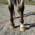 Cargar la imagen en la vista de la galería, Lighthoof Equine Mud Management Panel
