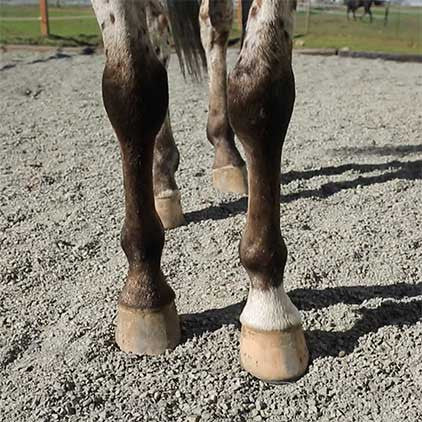 Lighthoof Equine Mud Management Panel