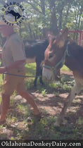 Reproducir el video en la vista de la galería, Copper the Yearling Mammoth Jack, SOLD
