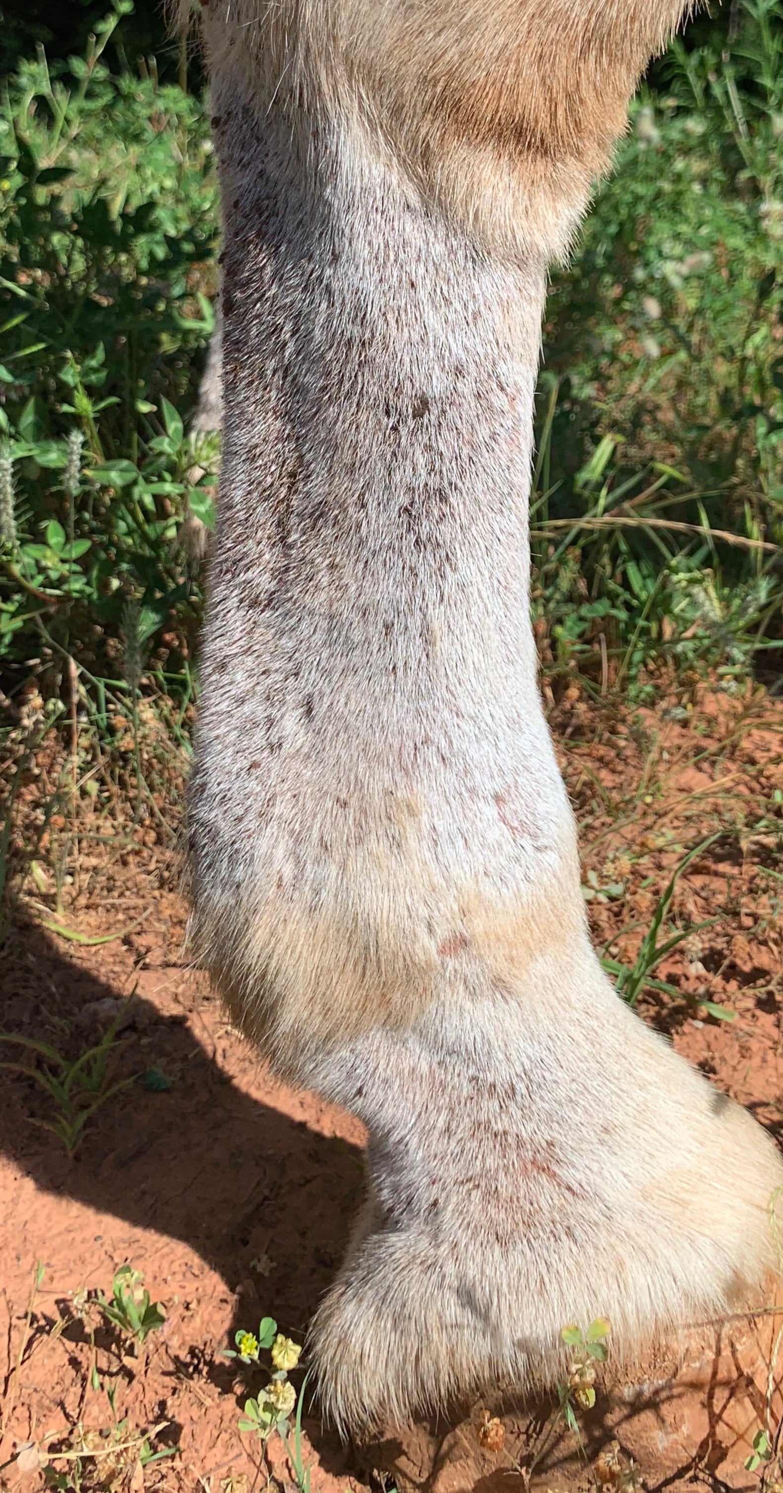 Donkey legs protected from flies with fly fighter
